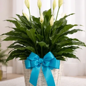 Peace Lily Plant