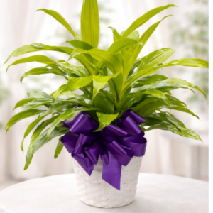 Lemon Lime Dracaena Plant