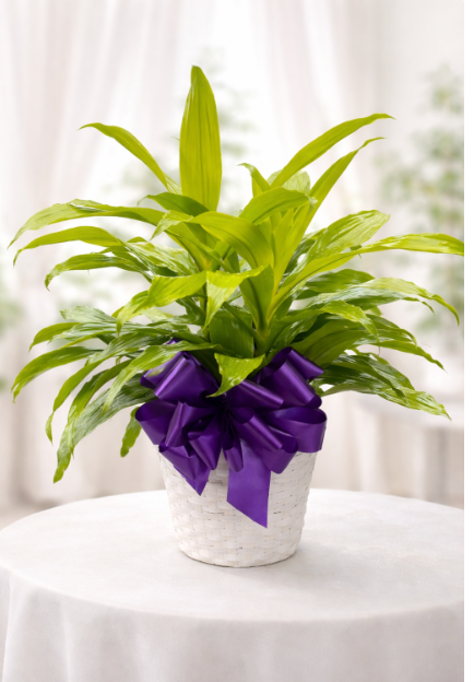 Lemon Lime Dracaena Plant